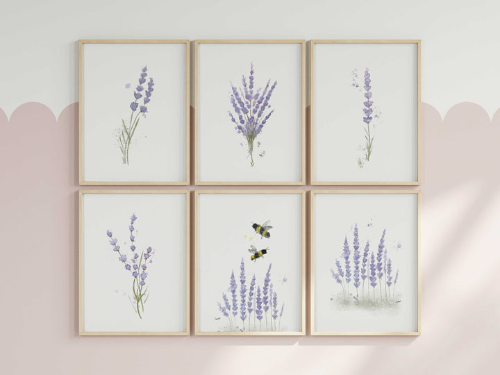 Ensemble de 6 illustrations - Fleurs de lavande