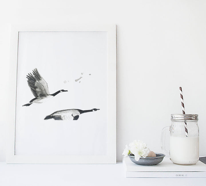 Illustration - Oiseaux - Bernaches