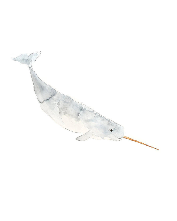 Illustration - Animaux marins - Narval