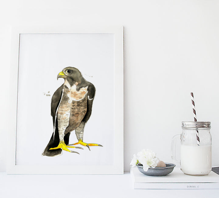 Illustration - Oiseaux - Faucon