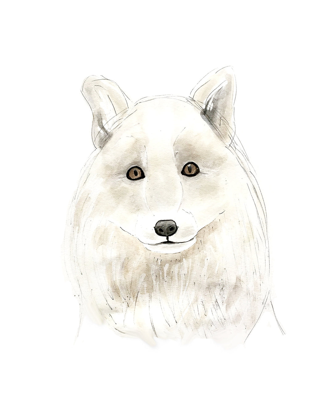 Illustration - Animaux polaires - loup arctique