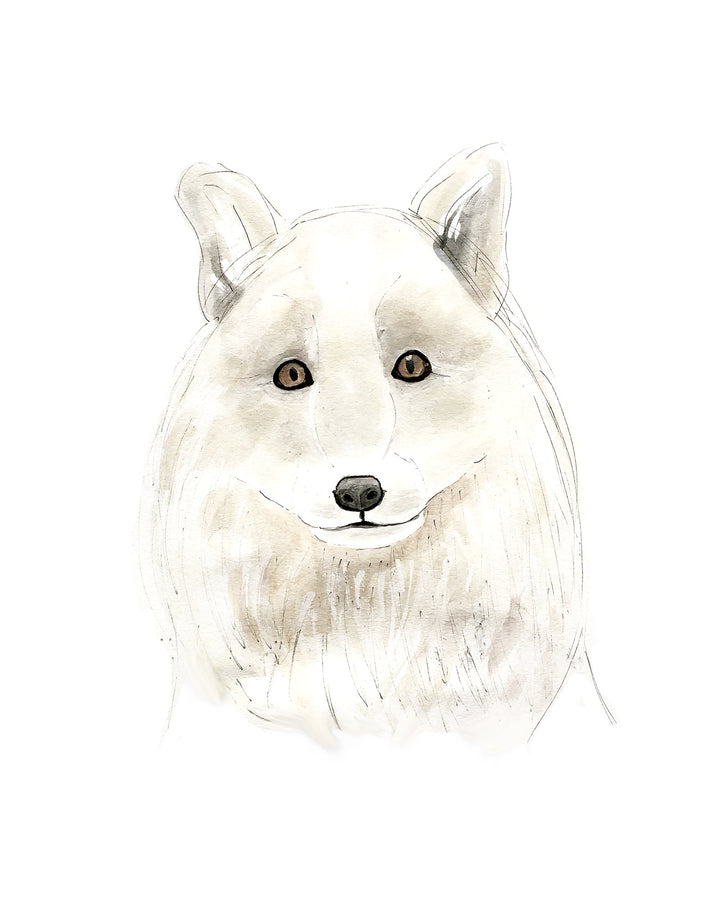 Illustration - Animaux polaires - loup arctique