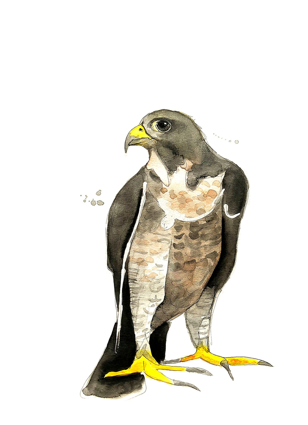 Illustration - Oiseaux - Faucon