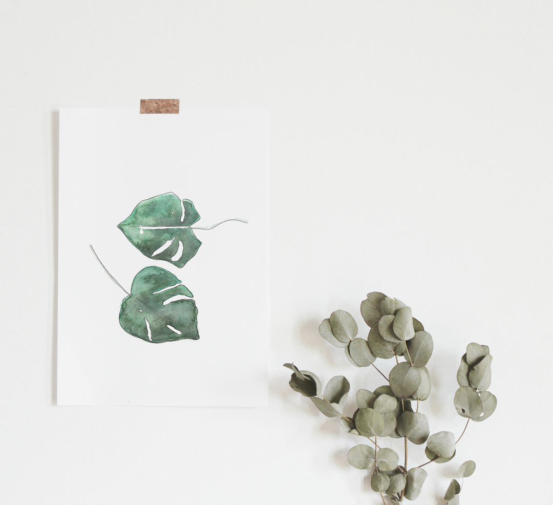 Illustration - Botanique - Feuilles tropicales de monstera