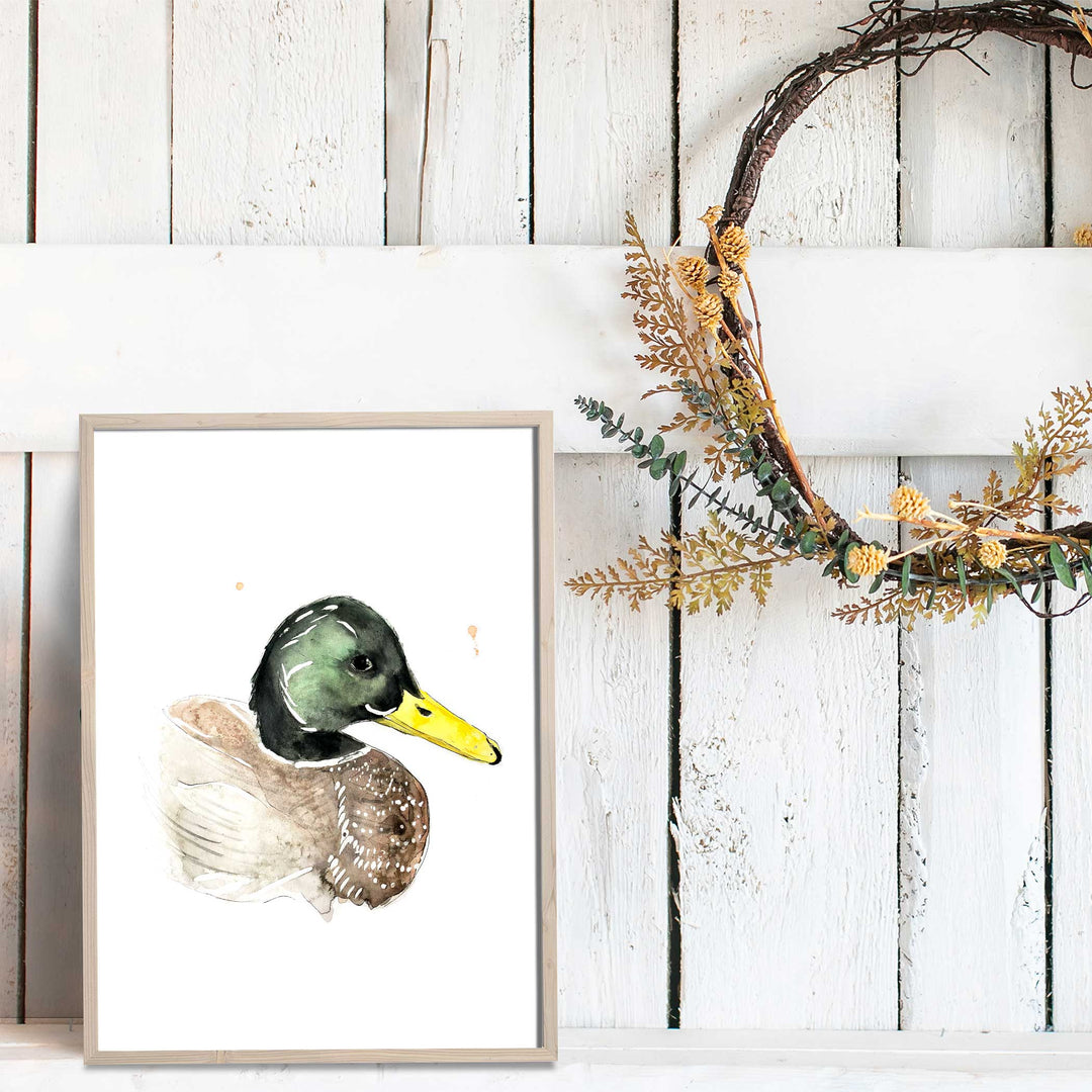 Illustration - Oiseaux - Canard colvert