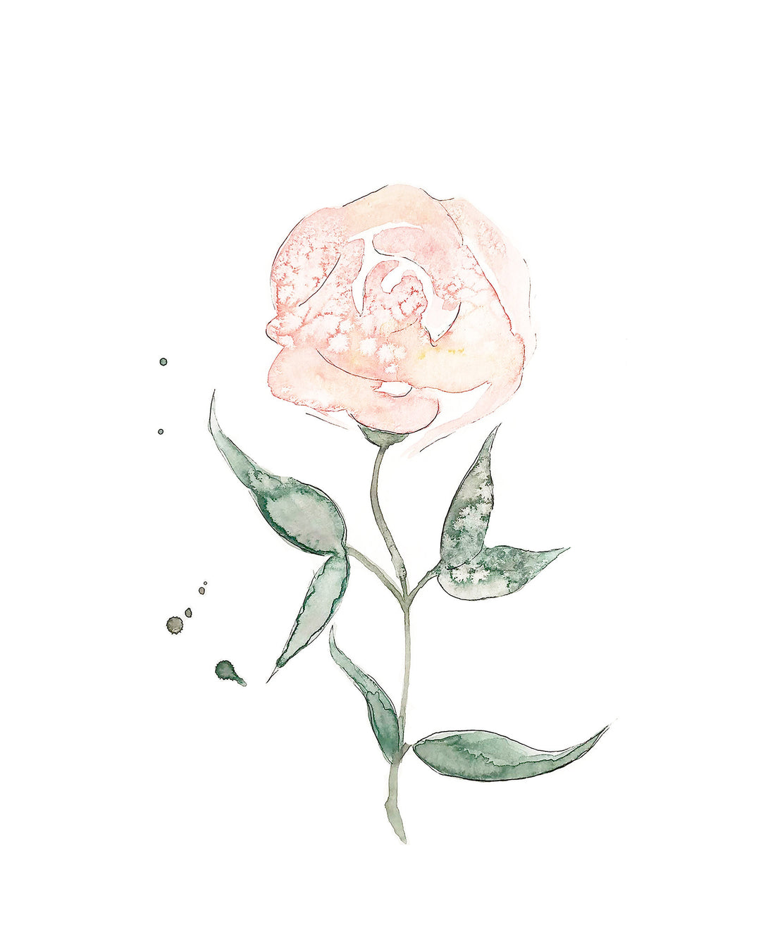 Illustration - Rose